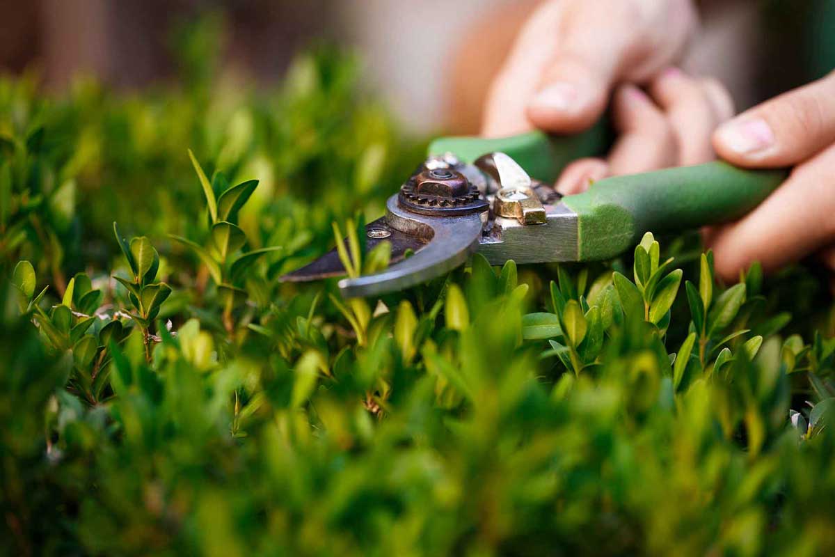 Landscaping To Boost Your Home’s Value
